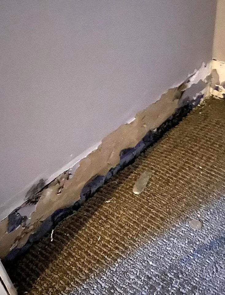 The bottom edge of a painted drywall wall crumbling and peeling where water soaked into it, above a wet, discolored carpet