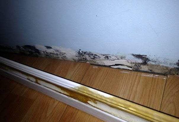 Dark mold growing in a band along the bottom of a light blue wall, just above a water-stained white baseboard on laminate flooring