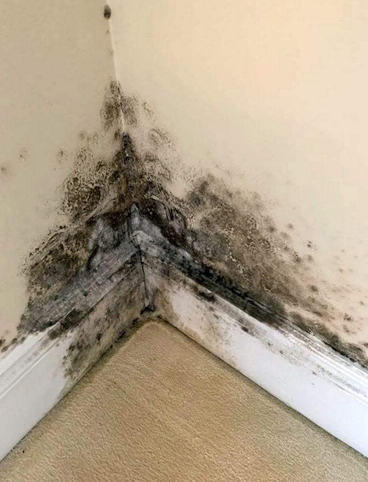 Heavy black mold spreading up both walls of a room corner above a white baseboard, with beige carpet on the floor