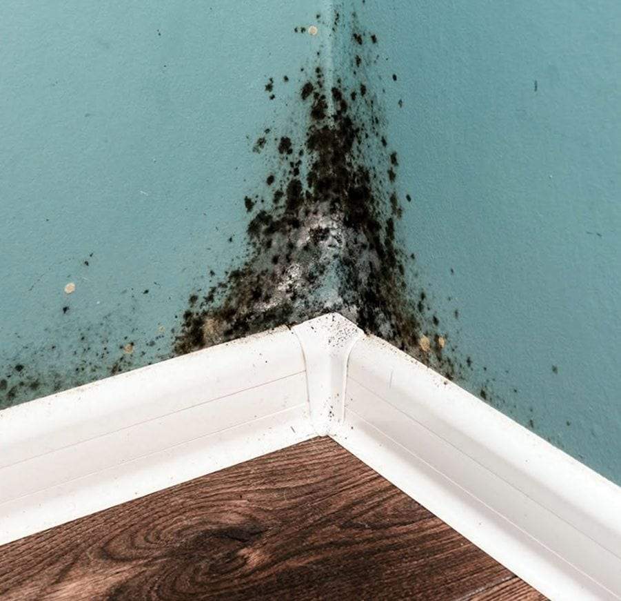 Dark mold spots spreading up the corner of a teal-painted wall above a white baseboard and a wood-look floor